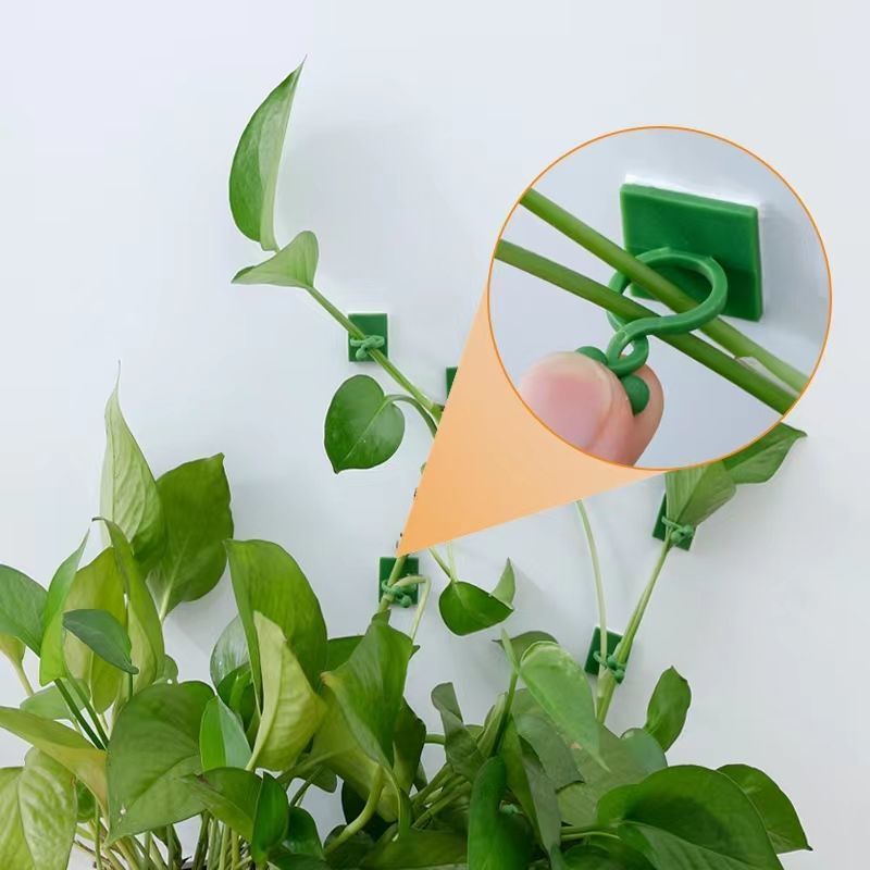 Clip Autoadesive per Piante Ra - Vine Climbing Plastic recensione e prezzo