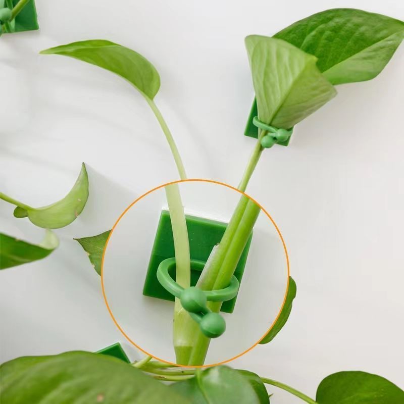 Clip Autoadesive per Piante Ra - Vine Climbing Plastic recensione e prezzo